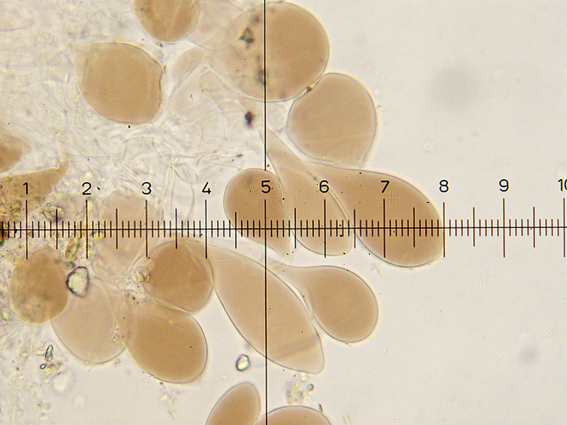 Pluteus cinereofuscus J.E. Lange,